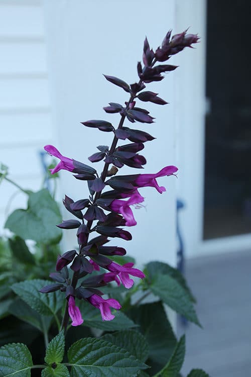 Rockin' Fuschia Salvia hybrid