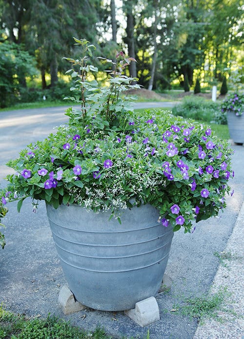 rose containers