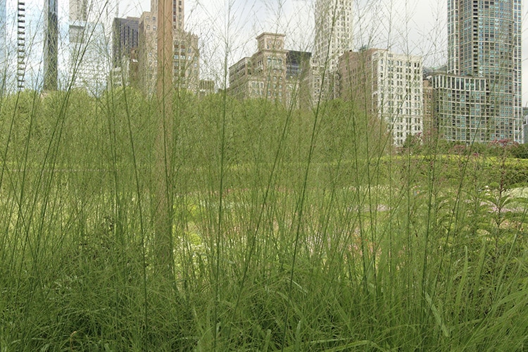 transparent moor grass