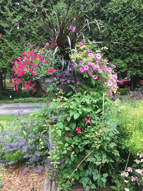 pink urn planting