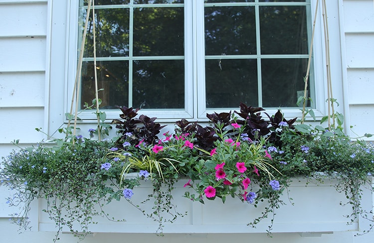 Window box recently plantd