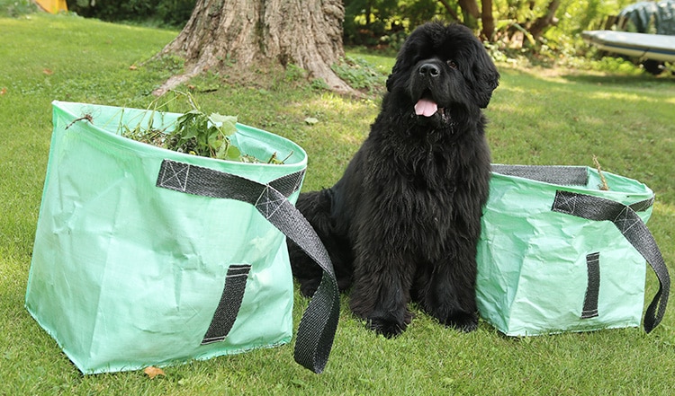 garden clean up bags