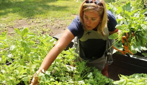 harvesting herbs