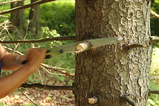 tree pruning