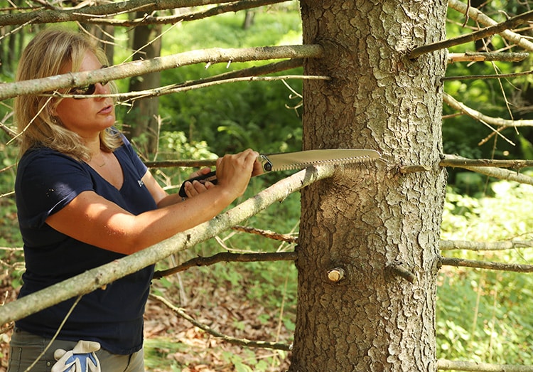 pruning branches