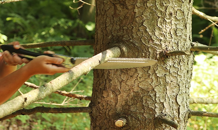 how to prune a branch