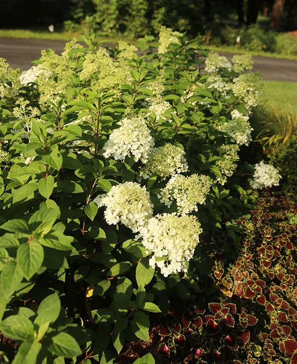 Bobo hydrangea