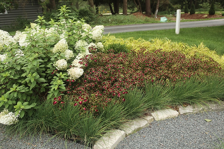 Bobo hydrangea, Hakonechloa 'All Gold' and coleus