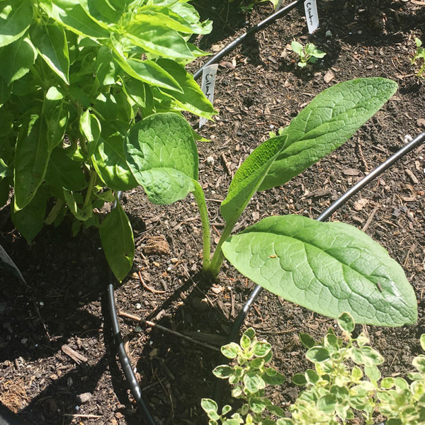 comfrey