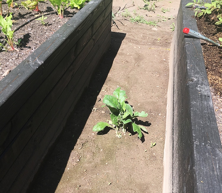 comfrey popping up