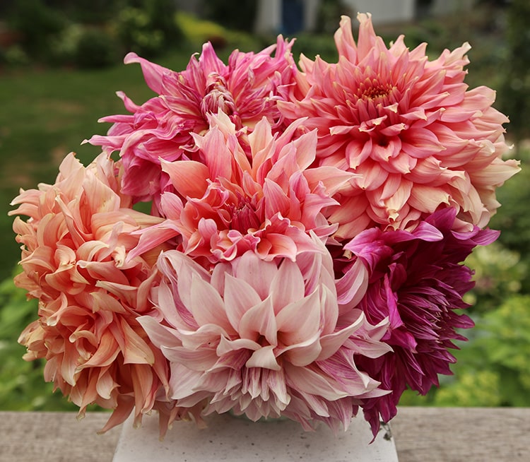 dahlia bouquet -- The Impatient Gardener