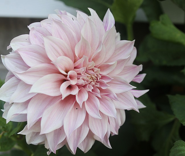 Cafe au Lait dahlia