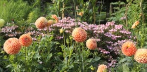Crichton Honey dahlia