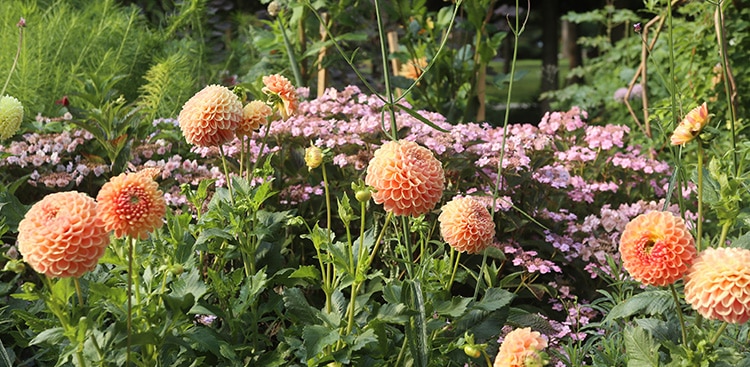 Crichton Honey dahlia