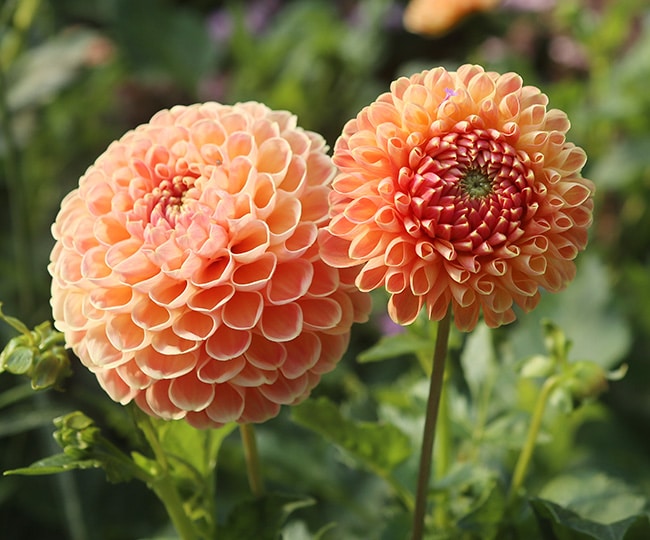 Crichton Honey dahlia