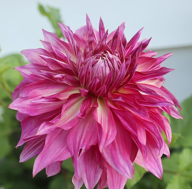 Penhill Dark Monarch dahlia