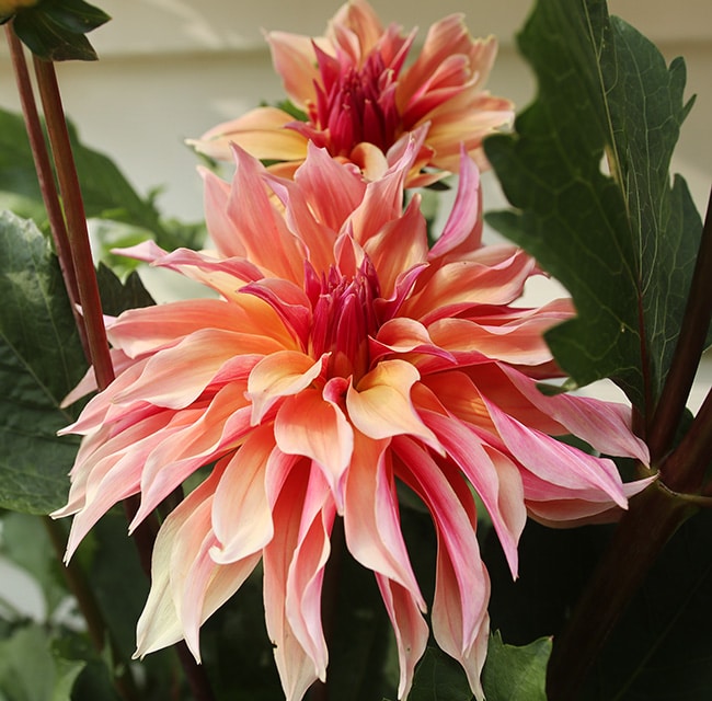 Labyrinth dahlia