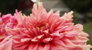 dahlia bloom