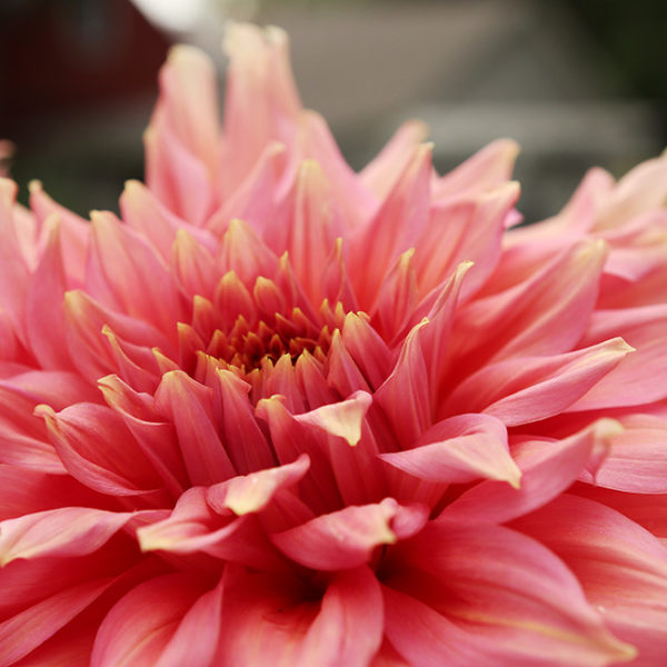 HOW TO DEADHEAD DAHLIAS FOR BLOOMS ALL SEASON LONG The Impatient Gardener