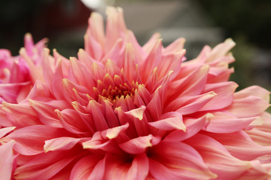 dahlia bloom