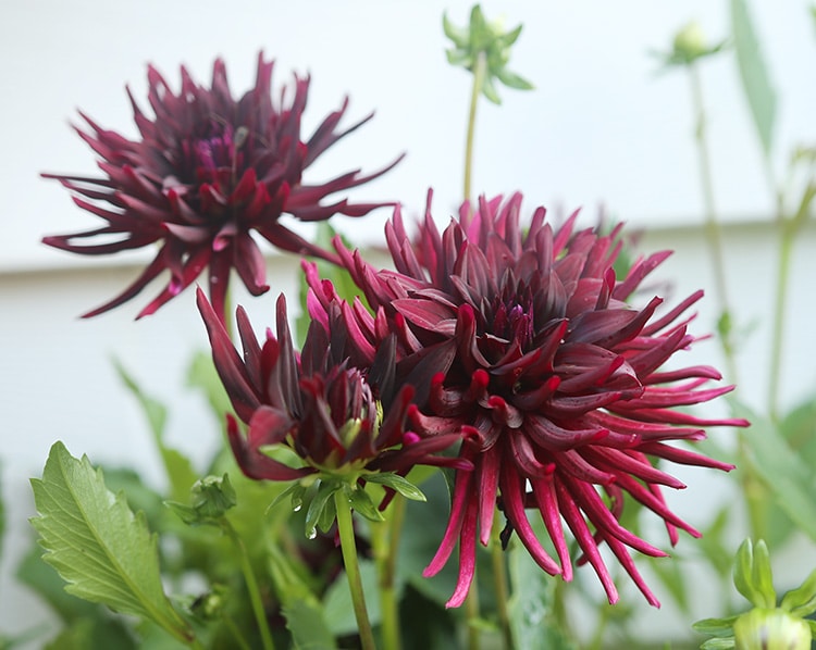 Nuit d'été dahlia