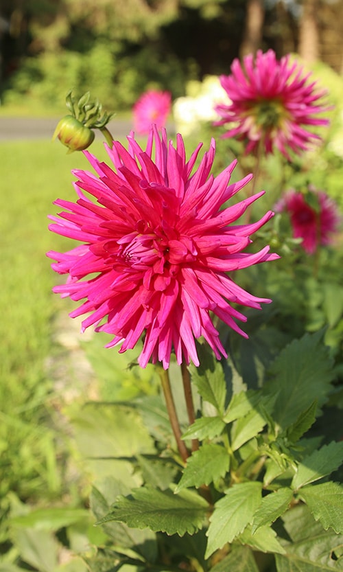 Purple Gem dahlia