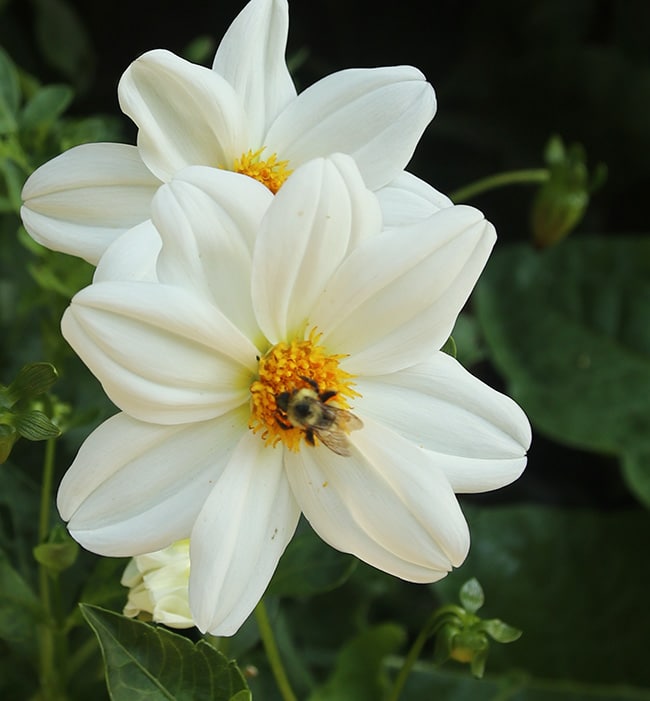 Sneezy dahlia