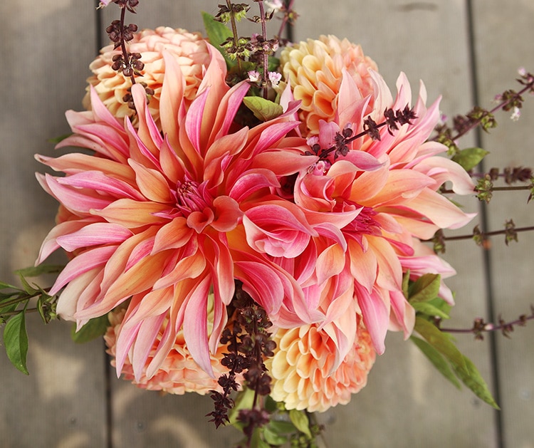 Labyrinth and Creighton Honey dahlias