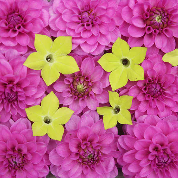 Serkan dahlias and Nicotiana