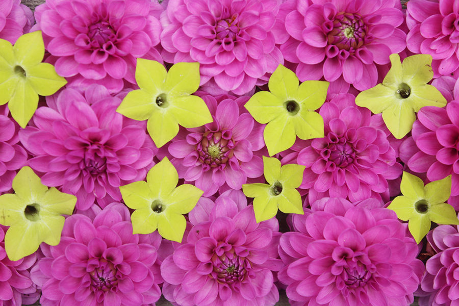 Serkan dahlias and Nicotiana