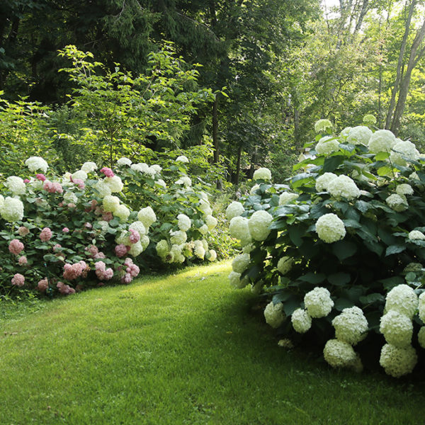 hydrangea corridor