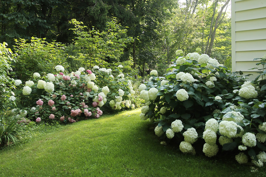 hydrangea corridor