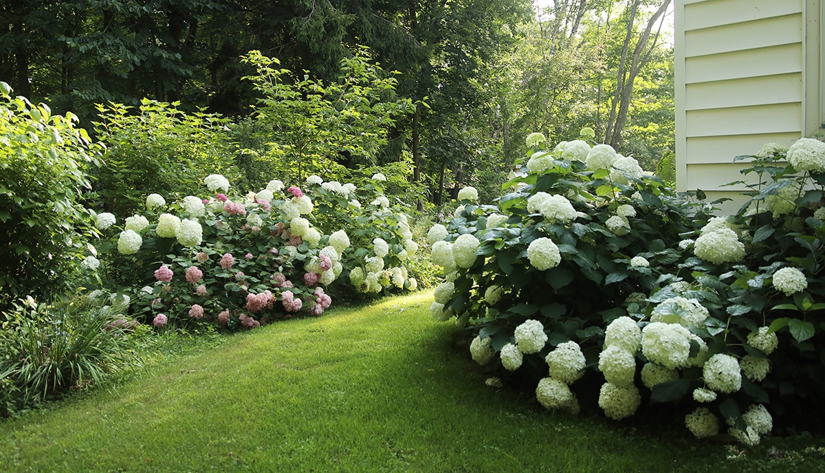 Image of Incrediball hydrangea with bees