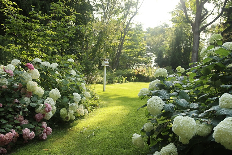 hydrangea walkway