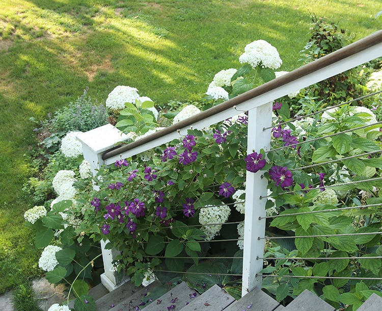 Incrediball hydrangea and 'Etoile Violette' clematis