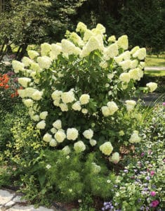 Limelight hydrangea