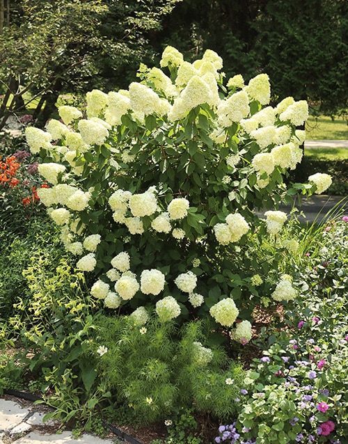 Limelight hydrangea