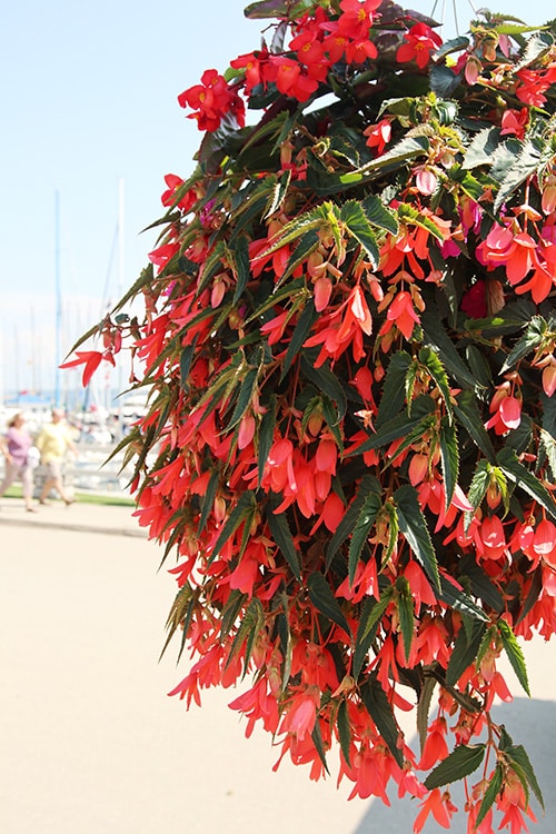 Begonia hanging basket. 