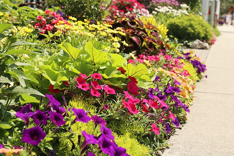 Colorful walkway