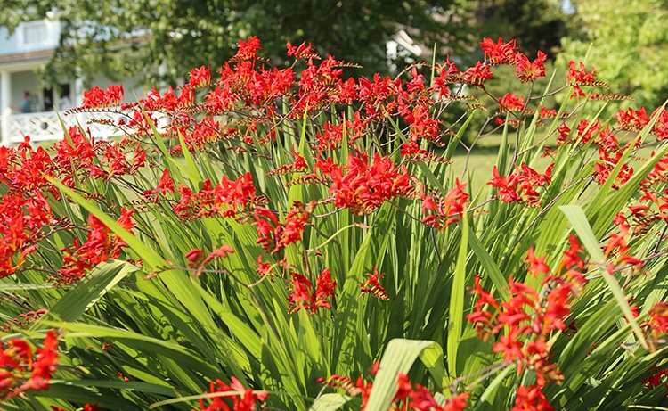 Crocosmia Lucifer