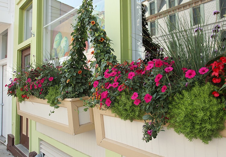 window boxes