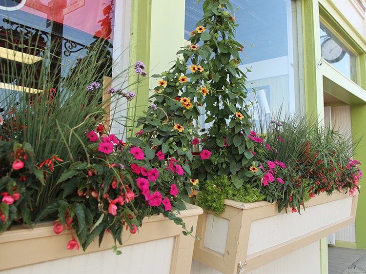 window boxes thunbergia