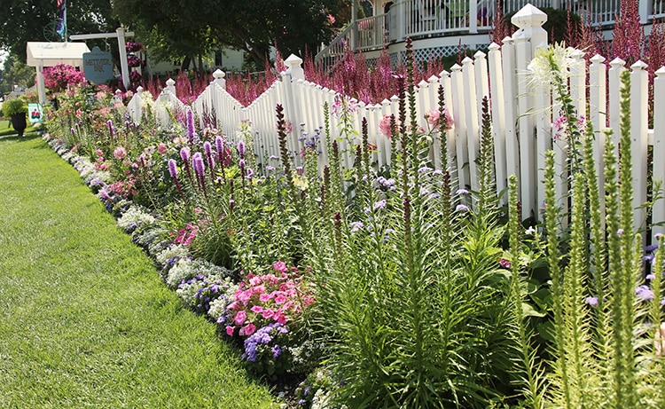 pink fence planting