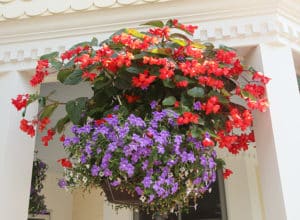 hanging basket begonia