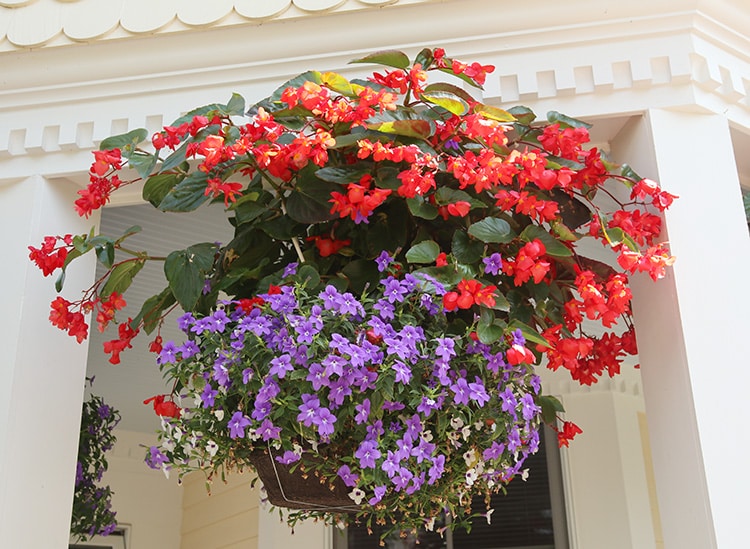 hanging basket begonia