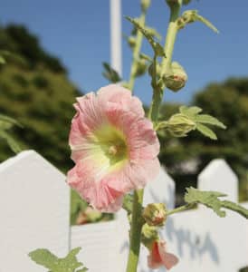 pink hollyhock