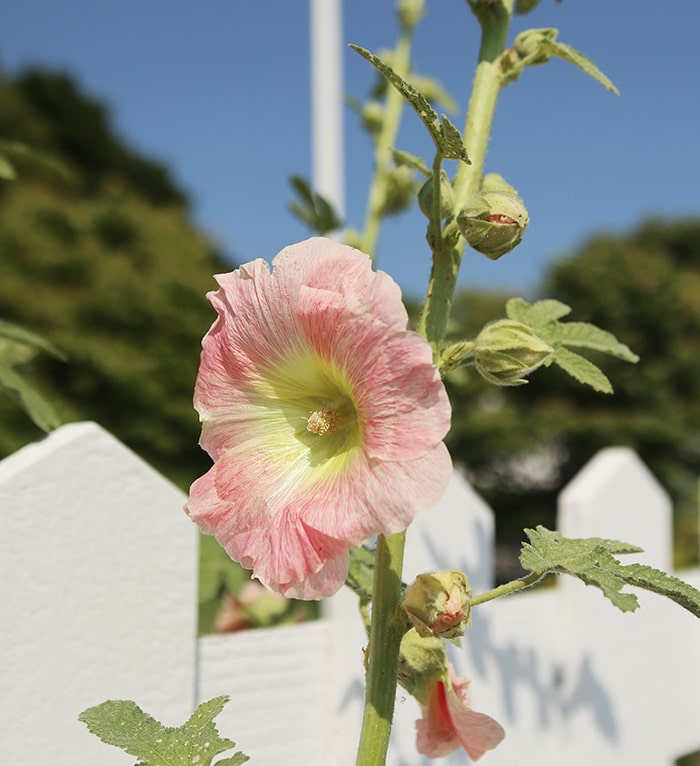 pink hollyhock