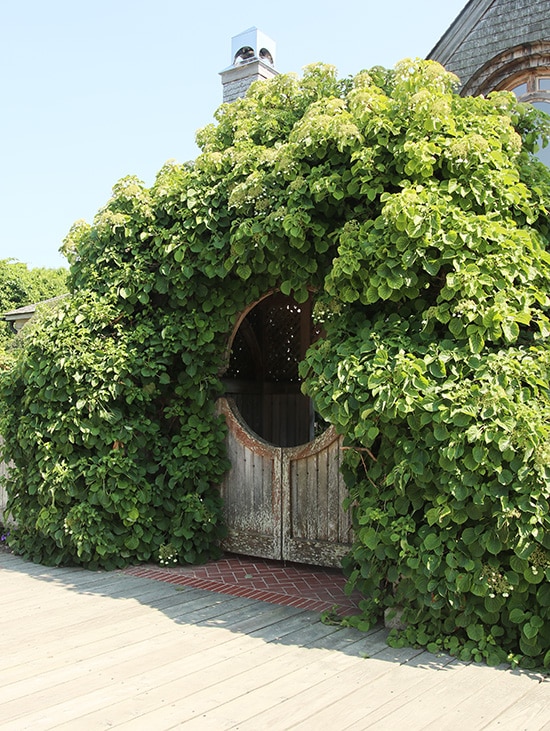 climbing hydrangea arch