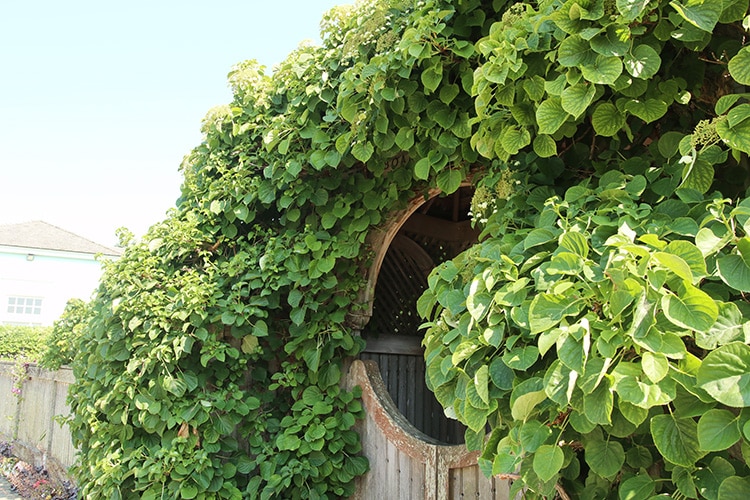 climbing hydrangea arch