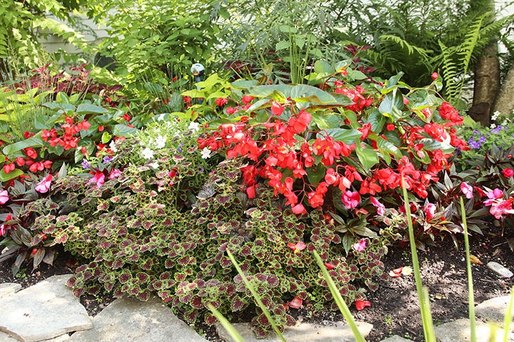 coleus and begonia